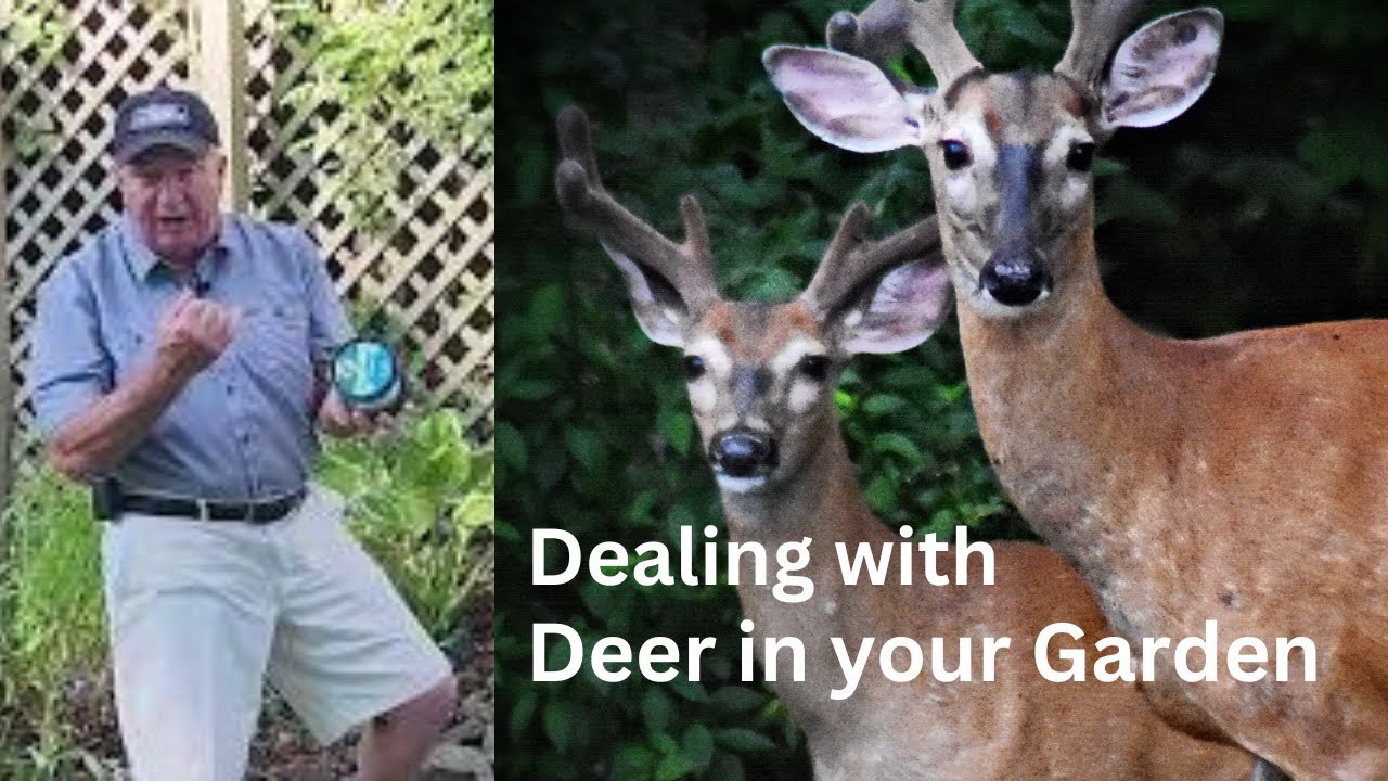 18 Tips For Dealing With Deer In Your Garden
