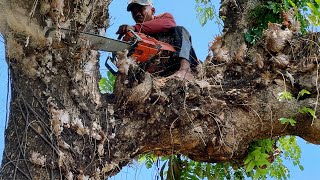 Big surprise in super old trembesi tree ‼️