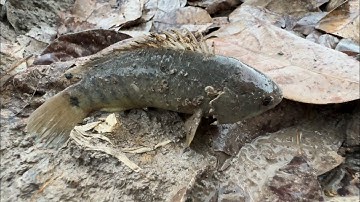 Mưa Lớn Đầu Mùa Cá Rô Lóc Lên Bờ Ở Quê | hunting | - TT2144