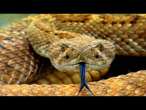 Vídeo: As cobras vivem na floresta temperada?