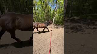Maple Learned How To Type Ask Her Anythinghorse equestrianjourney equestrian horsegirl riding