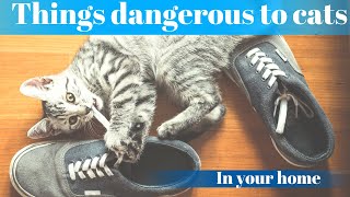 5 common household items that are dangerous to cats by Fuzzies Pet Grooming 84 views 1 year ago 1 minute, 40 seconds