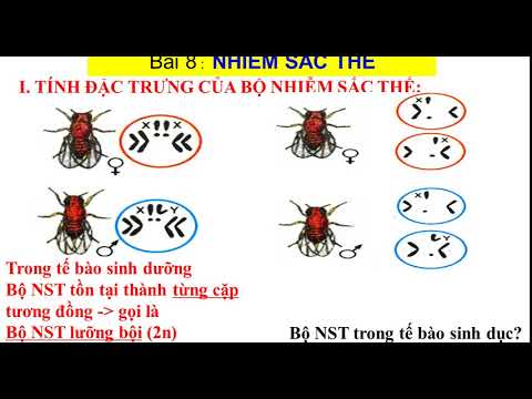 Video Sinh học 9. Bài 8: NHIỄM SẮC THỂ - YouTube