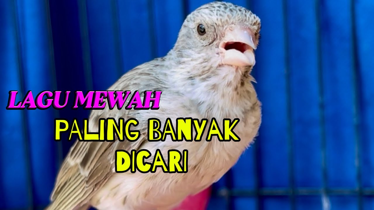 SANGER GACOR lagu enak TANPA TERRR cocok buat Masteran