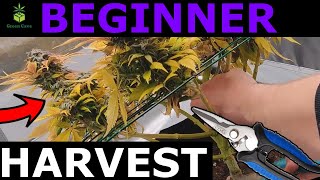 BEGINNER HARVEST! - Tips Harvest Time - White Widow (Week 8 - 9 Flower HARVEST)