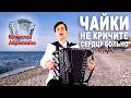 💔СЕРДЦЕ РАЗРЫВАЕТСЯ от голоса! ЧАЙКИ не кричите, сердцу больно!