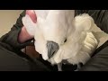 Victoria Cockatoo Became Confused and Couldn’t Balance