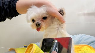 Puppy's First Time Being Groomed After Getting Rescued