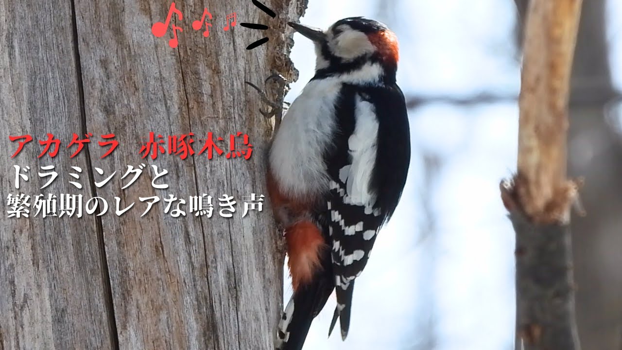 アカゲラ（キツツキ）のドラミングと鳴き声（地鳴き、求愛） / Great