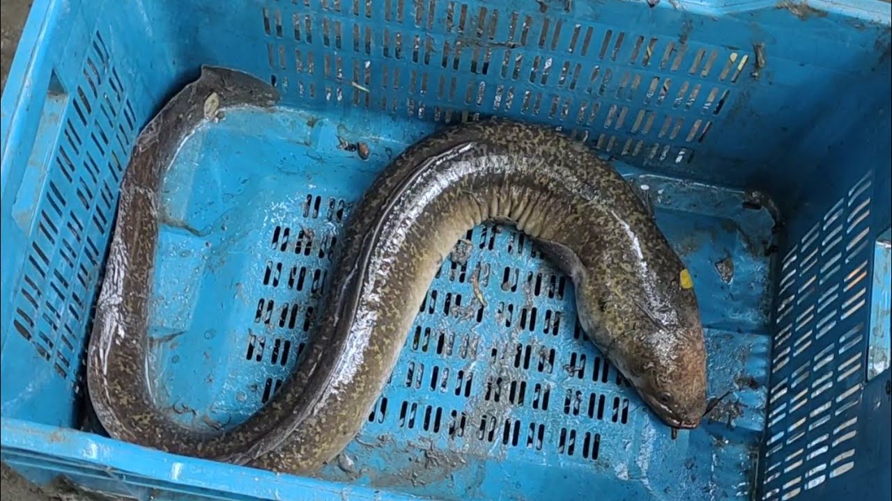 এই মাছ খেতে এতো টাই সুস্বাদু যেকোনো মাংস কে হার মানাবে Amazing Indiyan ...