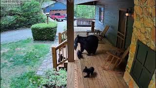 Funniest Animals 😂 Funniest Cats and Dogs May 2024 by Funny Pets 1,121 views 6 days ago 14 minutes, 8 seconds