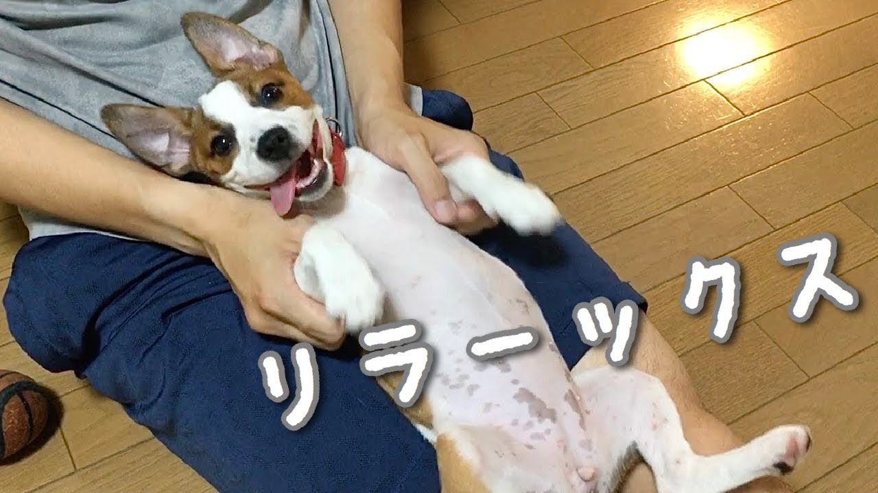 暴れる子犬をリラックスさせる方法 ジャックラッセルテリア【なのは】 YouTube