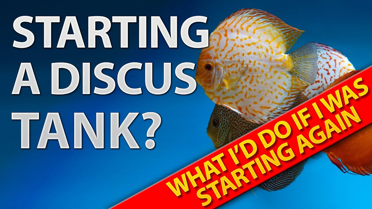 Mastering Your Discus Tank Key Lessons After 3 Years YouTube