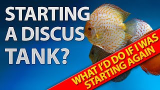 Mastering Your Discus Tank: Key Lessons After 3 Years