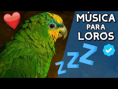 Video: Cómo Calmar A Un Loro