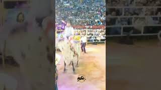 bullriding pbr shortsvideoviralkaise ultimate roadrunnerbullriding gaming shortsfeed_