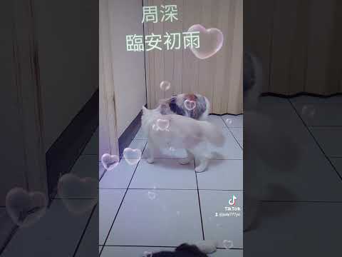 周深的臨安初雨，超級好聽。