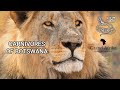 Carnivores of Botswana, lions, leopards, wild dogs and hyenas, Chobe and Moremi wildlife safari