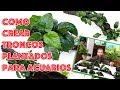 Como crear troncos 🌳🌿🍀 plantados para acuarios