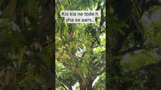 kis kis ne tode yha se aam #viralvideo #comedy #aam #mango #mangojuice #mangopickle #views #funny