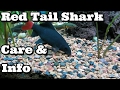 Red tail shark care and information