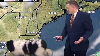 Dog Nonchalantly Strolls Through Weather Report screenshot 3