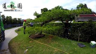 1090429 汐止鄭宅植樹