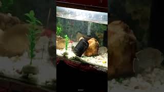 oscars bullying green terror.