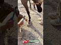 Sakab horse vlog day 72 | horse of Gujarat | horse power | #shorts #horse #royalhorserace47