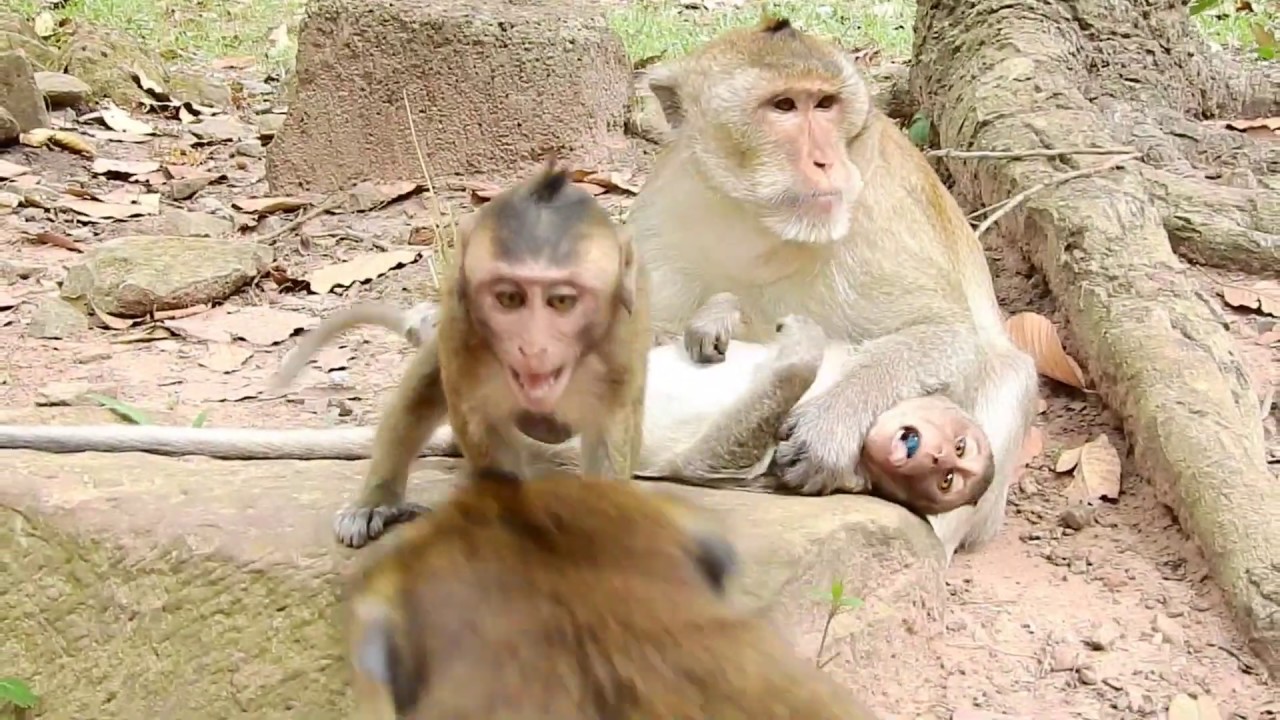 Poor baby monkey Devid  crying for milk