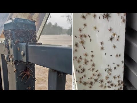 NSW Floods: arañas escapan durante las inundaciones de Nueva Gales del Sur, Australia