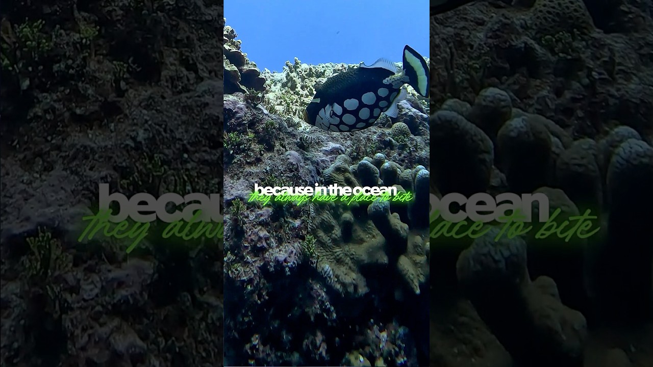 Vic's Brazil VLOG is packed with reef-keeping inspiration. #worldwidecorals #fromourreeftoyours