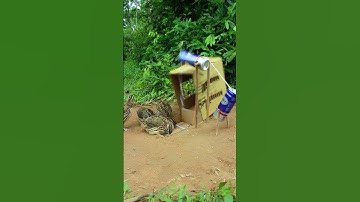 The Unique Quail Trap Using Cardboard Box # shorts #create #traps