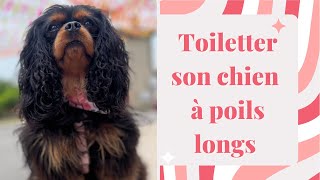 Toiletter son chien à poils longs || CAVS FAMILY