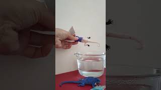 🦎 Soft, stretchy, squidgy COLOUR changing Lizard's 🦎 screenshot 1