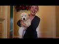 Golden Retriever Puppy Surprise 06/11/2017