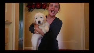 Golden Retriever Puppy Surprise 06/11/2017