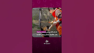 باندا أحمر خطف الأنظار 