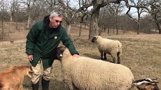 Sheep Talk