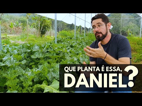 Que planta é essa Daniel? #Cardo-mariano