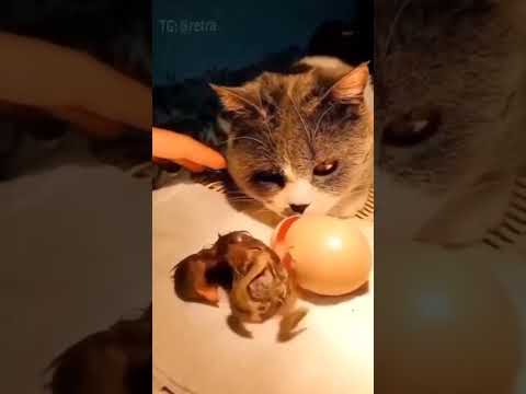 Ultimate mothers love. Материнская любовь безгранична.🐱👀🥰😍💥👀🐥🐤🐣 #nature #wildlife #wow #funny #birds