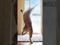保護猫たちを次々に可愛がってくれた優しい猫レオン #shorts #cat
