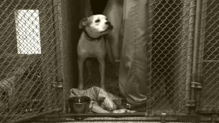 Humane Society of Carroll County Adoption