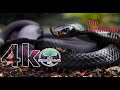 The Snake, Amazing Snake-The Most Venomous Snakes in the World | Modern Dinosaurs, Discovery ss 4k