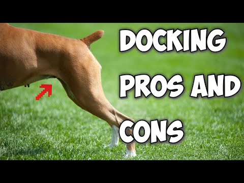 Video: The Truth About Dog Tail Docking