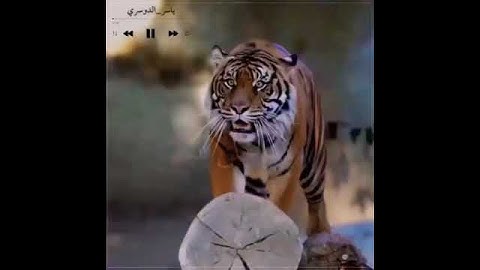 هذا خلق الله (تلاوة قصيرة)