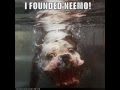 Funny Dogs With Captions