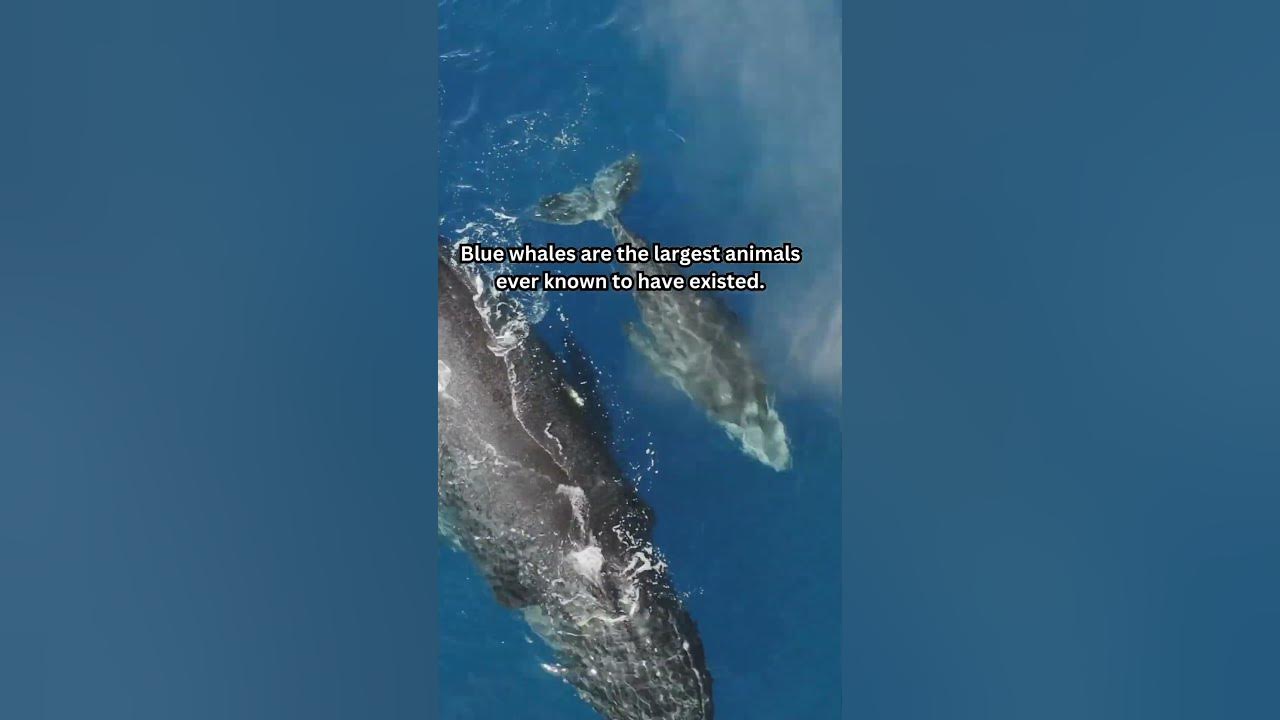 Blue whales are the largest animals ever known to have existed #