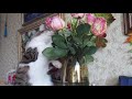 Кошка Мотя играет с цветами