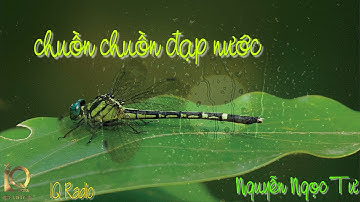Chuồn Chuồn Đạp Nước | Nguyễn Ngọc Tư | Anh Chi | IQ Radio